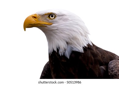 An American Bald Eagle  - Haliaeetus leucocephalus -  isolated on a white background.