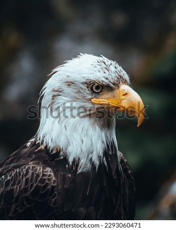 The American Bald Eagle , Haliaeetus leucocephalus, in close up portrait.