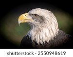 American bald eagle head shot close up