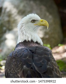 American Bald Eagle With Head Turned