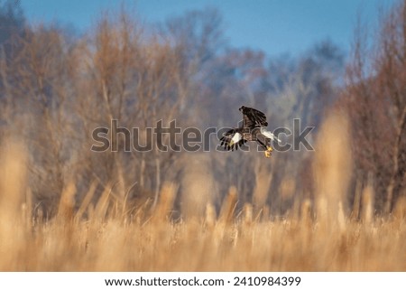 American Bald Eagle hunting in a marsh in Wisconsin