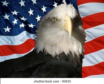 American Bald Eagle Infront American Flag Stock Photo 50410 | Shutterstock