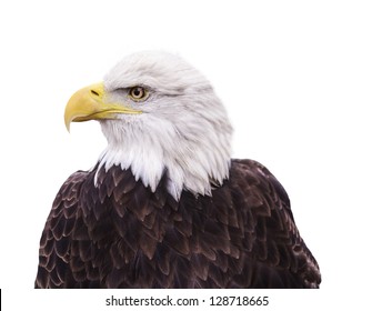 American Bald Eagle Isolated On A White Background.