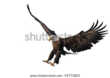 american bald eagle landing, isolated on white background, with nice light and detail