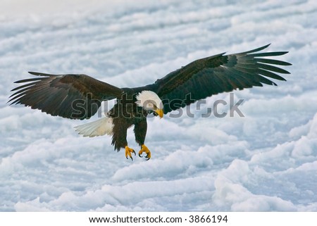 american bald eagle landing on ice in alaskan bay