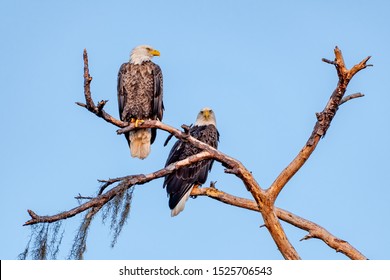 357 Bald eagle mates Images, Stock Photos & Vectors | Shutterstock