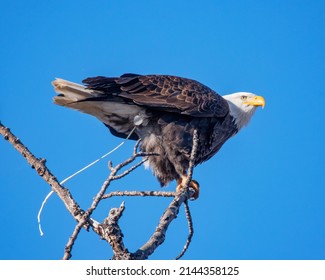 american bald eagle on a branch