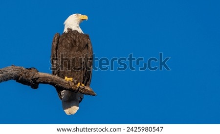 American Bald Eagle on a branch posing