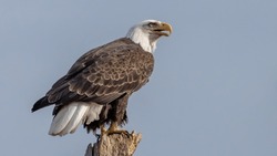American Bald Eagle On Potomac River
