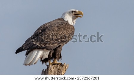 American Bald Eagle on Potomac River