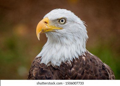 American Bald Eagle out posing at Florida Everglades