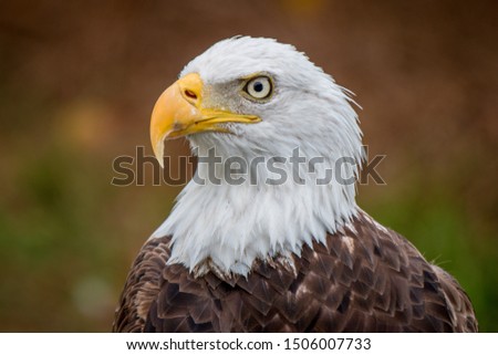 American Bald Eagle out posing at Florida Everglades