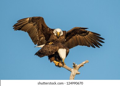 American Bald Eagle pair mating