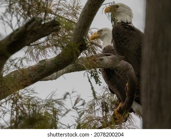 American Bald Eagle Pair Perching in Tree Overcast Sky