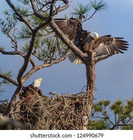 603 Pair bald eagles Images, Stock Photos & Vectors | Shutterstock