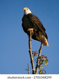 An American Bald Eagle Perched