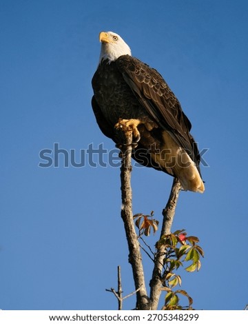An American Bald Eagle Perched