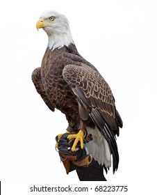 eagle perched images stock
