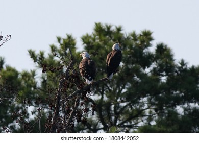 American Bald Eagle perched in a tree