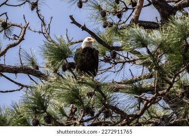 An American bald eagle is perched in a tree near its nest at NASA’s Kennedy Space Center on March 8, 2023. The eagle is part of a mating pair  - Powered by Shutterstock