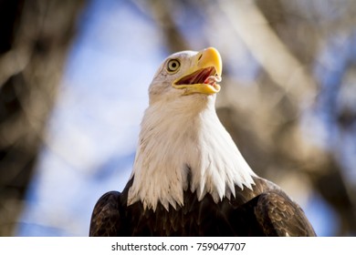 American bald eagle perched in tree with mouth open