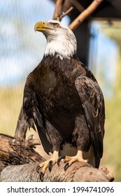 American Bald Eagle At Phoenix Zoo