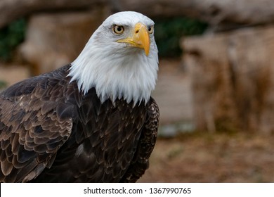 American Bald Eagle Portrait Whit Open Beak