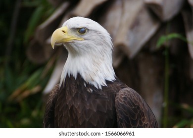 American Bald Eagle At San Antonio Zoo