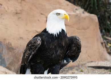 American Bald Eagle Sits Wary As An American Foreign Policy Concept