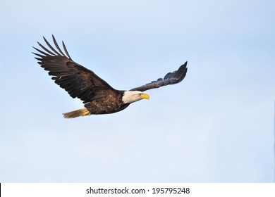 American Bald Eagle Soaring Against Hazy Blue Winter Alaskan Sky