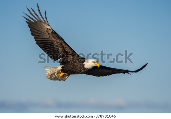 american bald eagle soaring against clear blue\
alaskan sky