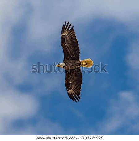 American bald eagle soars through a beatiful summer sky