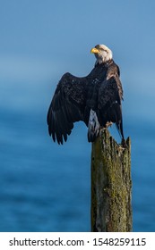 American Bald Eagle Stretches Wings Then Turn Head 180 Degrees. Unusual Portrait.