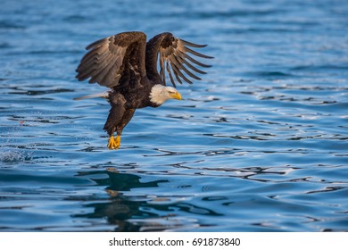 326 Bald Eagle Swooping Stock Photos, Images & Photography | Shutterstock