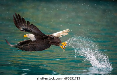 american bald eagle swooping to catch fish in alaskan kenai region waters of cook inlet, on snowy day
