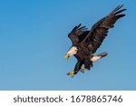 american bald eagle swooping down and screaming, against clear blue Alaska sky