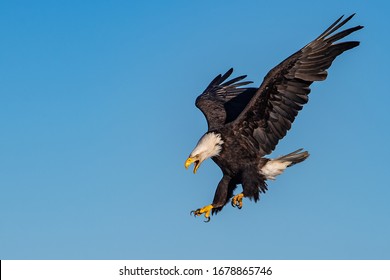 american bald eagle swooping down and screaming, against clear blue Alaska sky