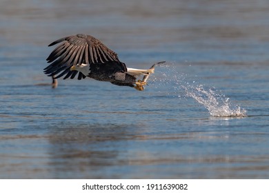 American bald eagle swooping down to grab a fish in conowingo dam