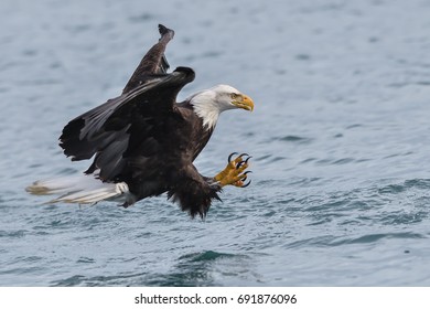 American Bald Eagle Swooping Down Grab Stock Photo (Edit Now) 691876096