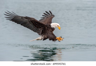 American bald eagle swooping down to grab a fish in Alaskan waters of Kenai region