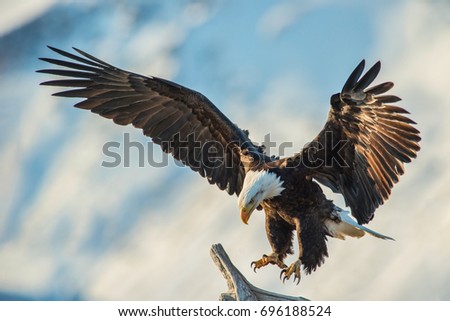 american bald eagle swooping to land on perch, with snow covered Alaskan Kenai mountain in background