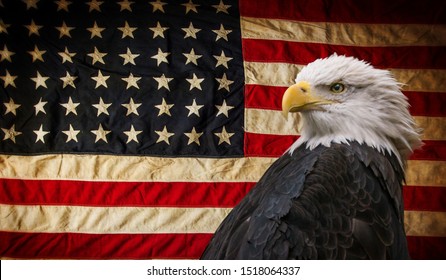 American Bald Eagle - symbol of america -with flag. United States of America patriotic symbols.