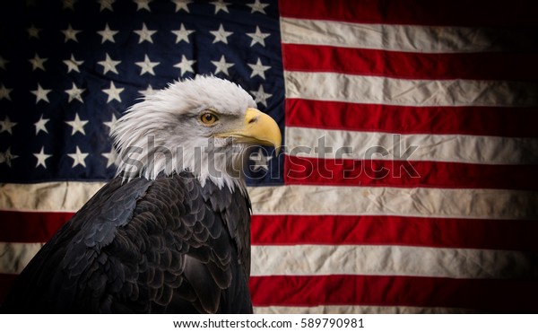 American Bald Eagle Symbol America Flag Stock Photo (Edit Now) 589790981