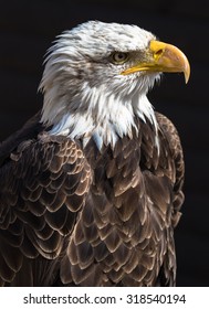 American Bald Eagle, the symbol of the USA