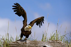 American Bald Eagle Takes Flight From Perch On Log In Lake Clark National Park, Alaska, With Blue Sky Background