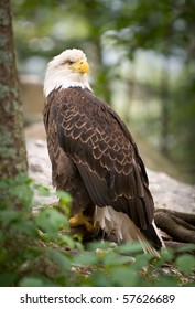 American Bald Eagle wildlife predator bird symbolizing strength and national pride