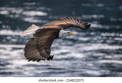 american bald eagle with wings fully spread and in flight over alaskan waters on sunny winter day