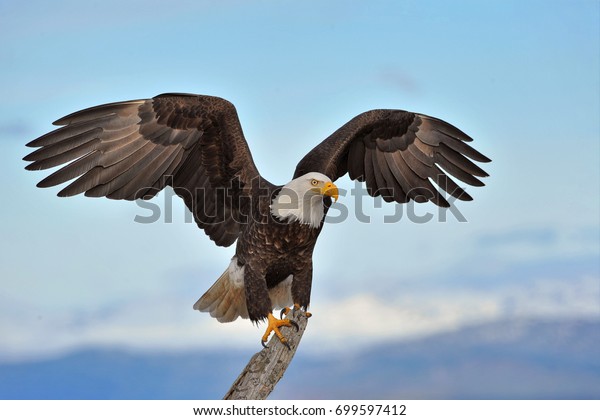 American bald eagle with wings spread and perched\
on branch against background of Alaskan Kenai region shoreline\
along Cook Inlet