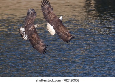 American Bald Eagles In Flight