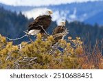 American Bald Eagles, Georgetown Lake, Montana